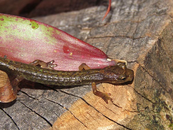 La mitad de los anfibios en México están en peligro de extinción,