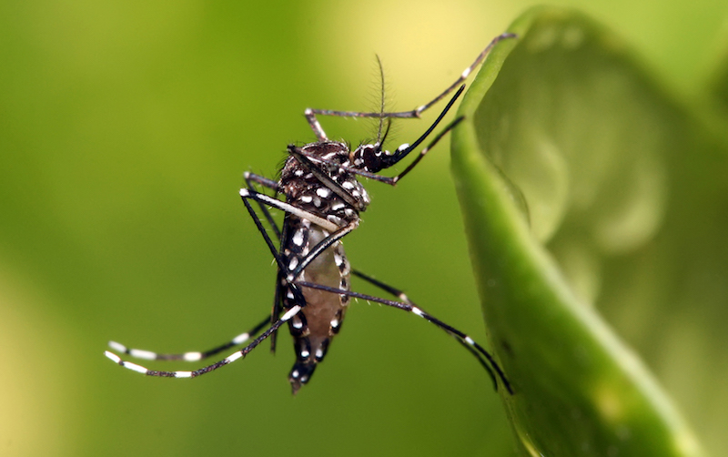 ¡Alerta! En Querétaro confirma 82 casos de dengue.