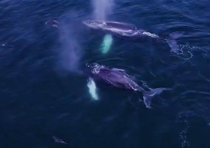 Inicia avistamiento de ballenas en Ixtapa Zihuatanejo