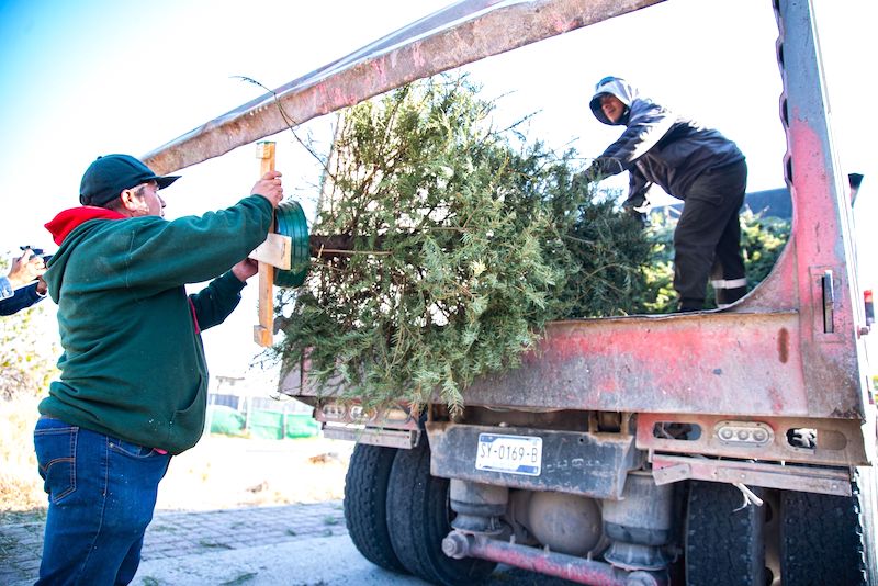 El Marqués aplicará programa para recolectar árboles de navidad