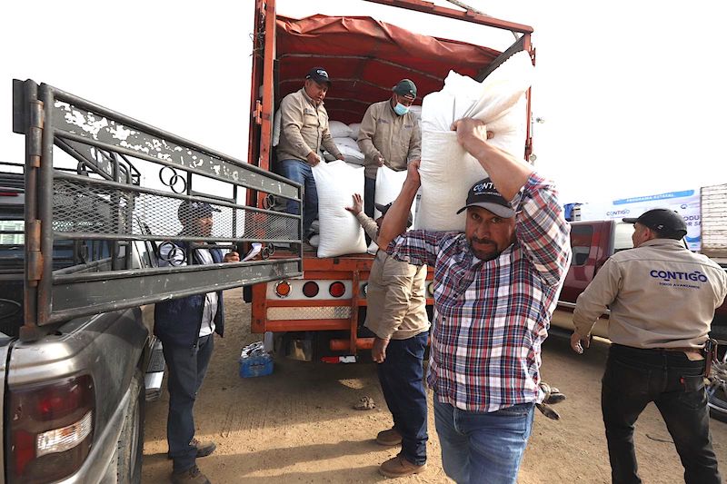 Por sequía, entregan 506 toneladas de maíz a productores de Huimilpan y Pedro Escobedo.