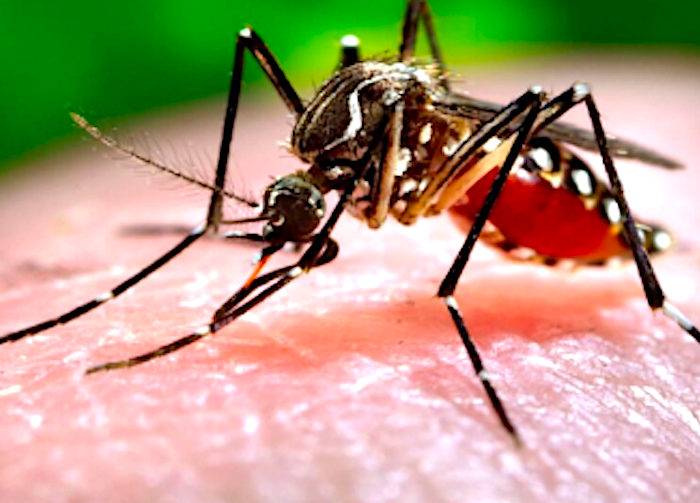 ¿Cómo eliminar criaderos del mosquitos que propagan el Dengue?