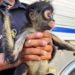 CAAM El Marqués frustra venta ilegal de mono araña