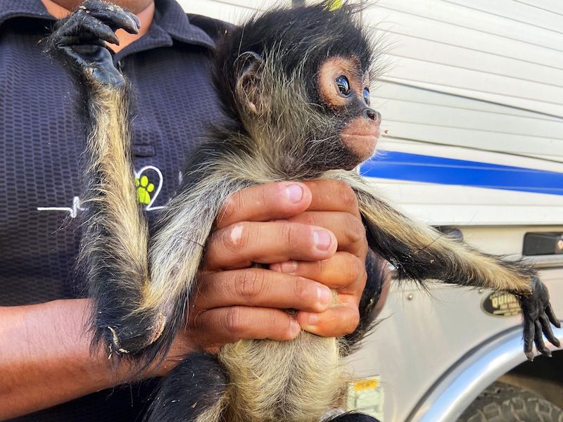 CAAM El Marqués frustra venta ilegal de mono araña