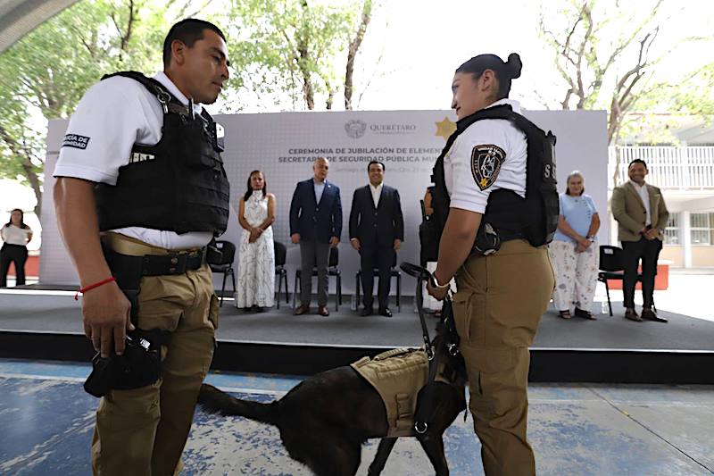 8 perros policía del grupo K-9 de la SSPMQ se jubilan.