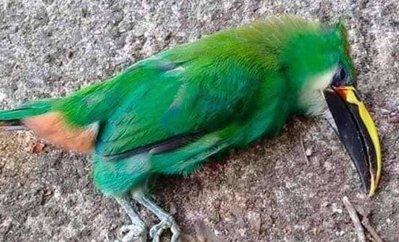 Alarma por muerte de Aves en la Huasteca Potosina