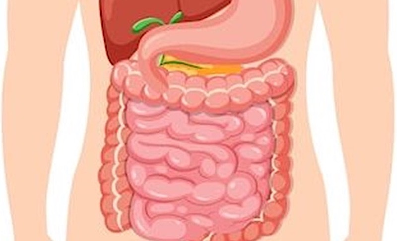 Esta es la importancia de la salud digestiva