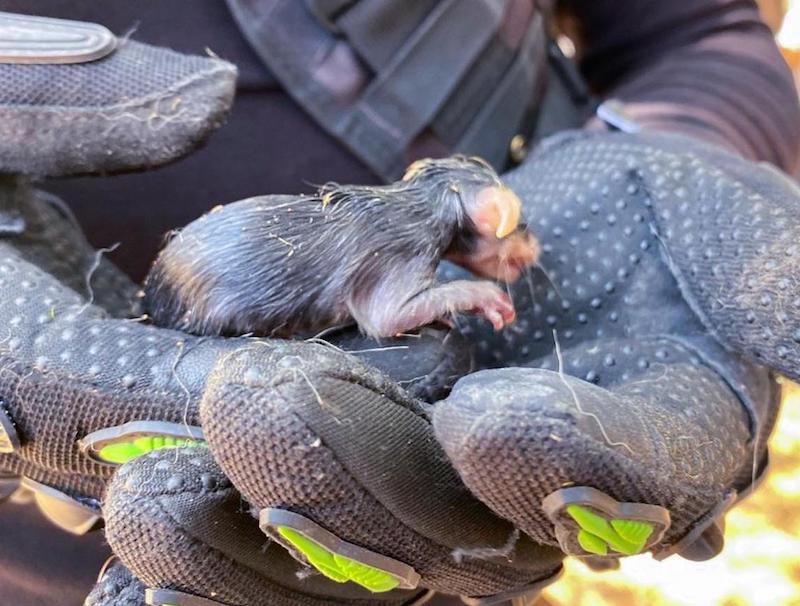 El Marqués rescata crías de zarigüeya y atiende caso de maltrato animal en El Colorado