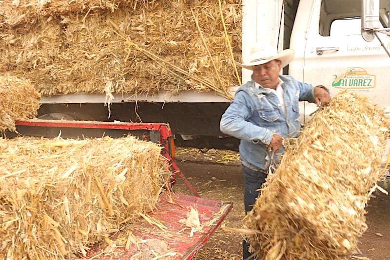 260 ganaderos de Colón y Tolimán reciben forraje