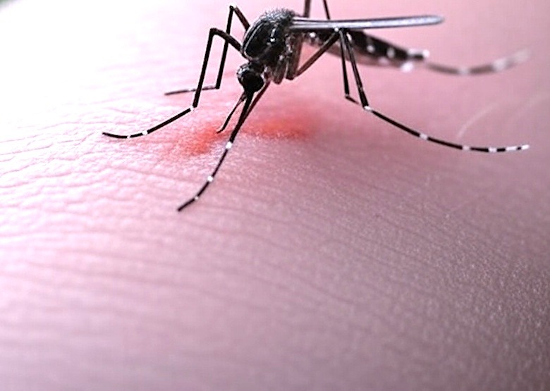 Al alza los casos de dengue en Querétaro; estos son los municipios con más contagios