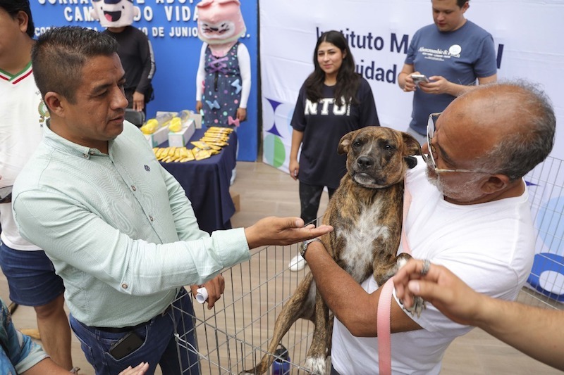 Corregidora impulsa adopciones responsables de animales rescatados con jornada “Cambiando Vidas”