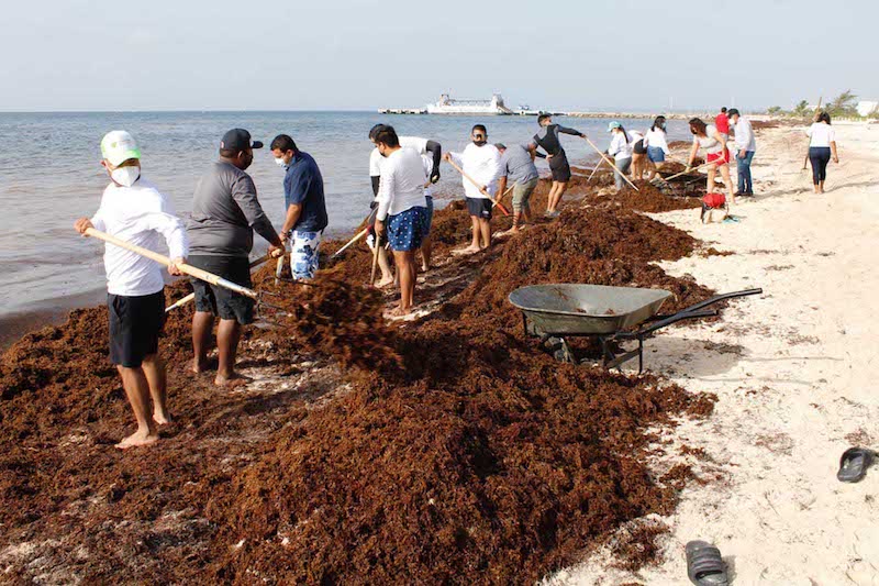 Remover sargazo en 1 km de playa puede costaría hasta un millón de dólares