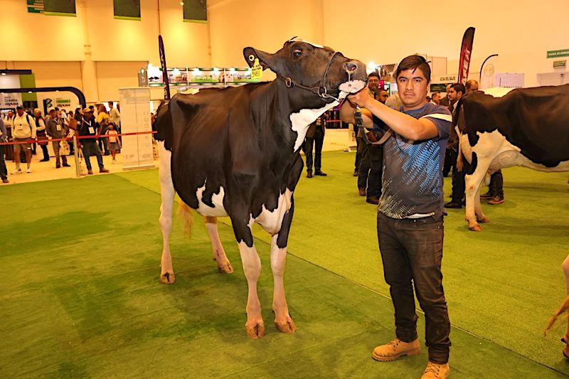 Querétaro consolida su liderazgo nacional en producción de leche Holstein