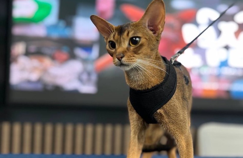 Querétaro será sede de “Miau and Pets, Expo Mascotas y Cat Show 2025”
