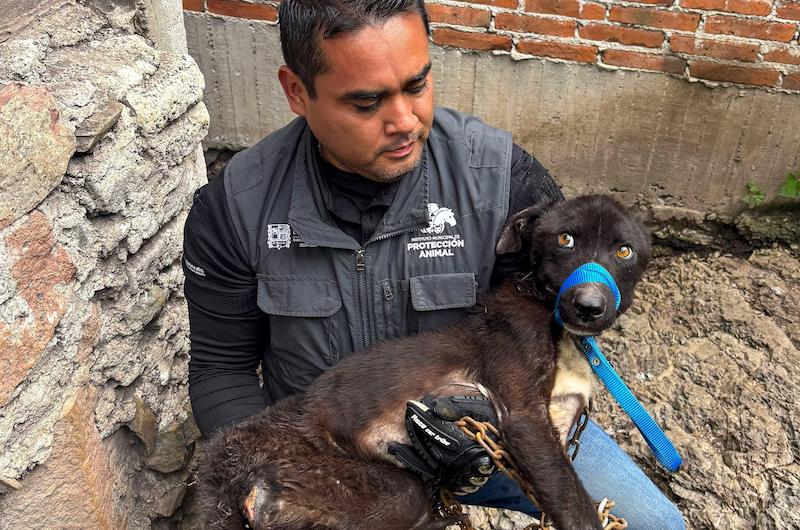 Rescatan a nueve perros víctimas de maltrato y abandono en El Marqués; una persona fue detenida