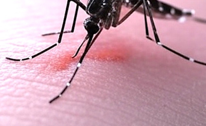 Suben a 59 los casos de dengue en Querétaro