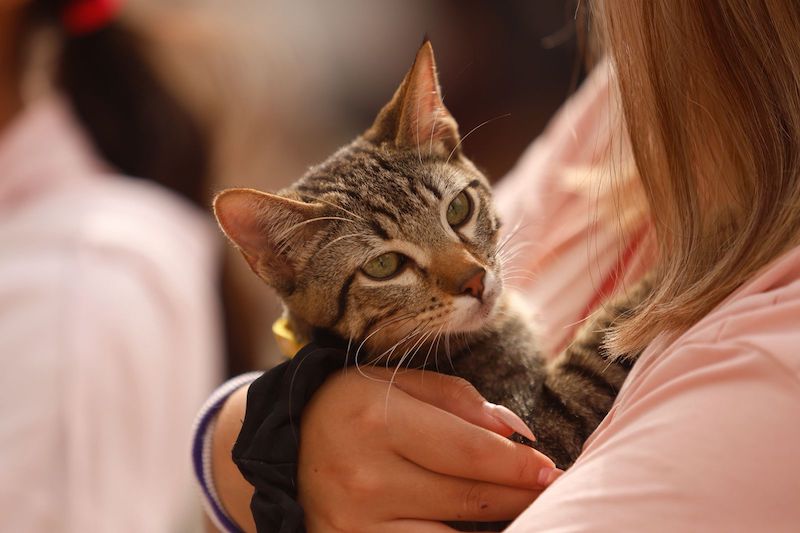 Colocan microchips a más de mil mascotas en Querétaro; suman 10 mil 500 esterilizaciones gratuitas