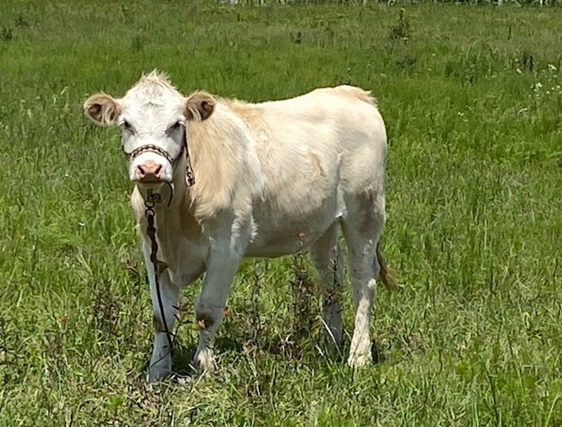 Querétaro en alerta preventiva por posible ingreso del Gusano Barrenador del Ganado