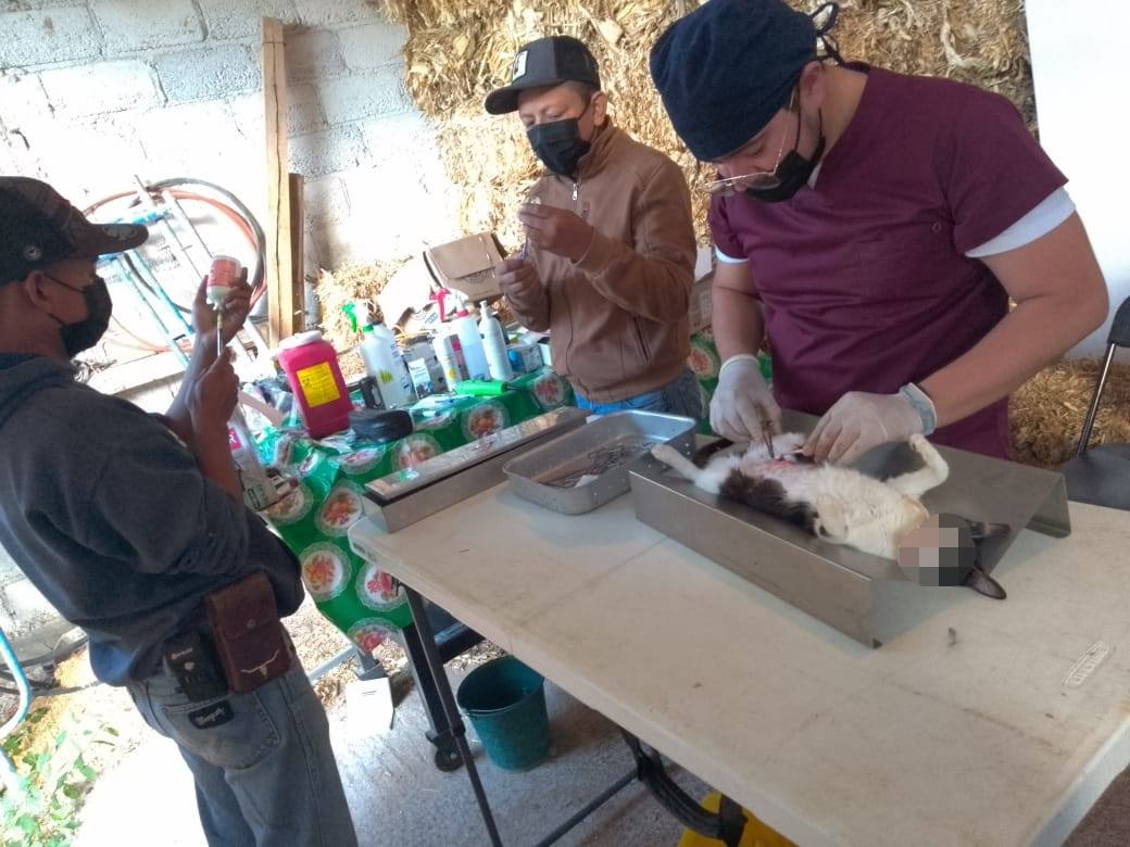 Campaña de esterilización atiende a 99 mascotas en Peñamiller