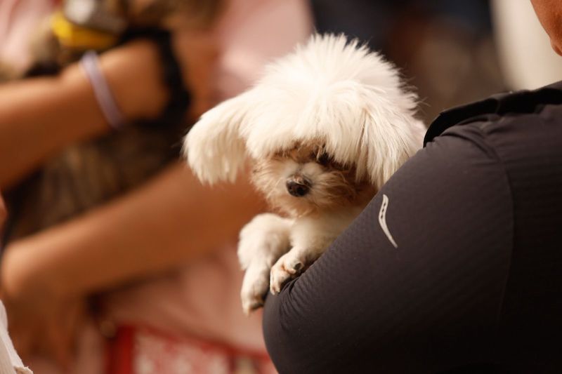 Emite Municipio de Querétaro recomendaciones para proteger a las mascotas en fiestas patrias