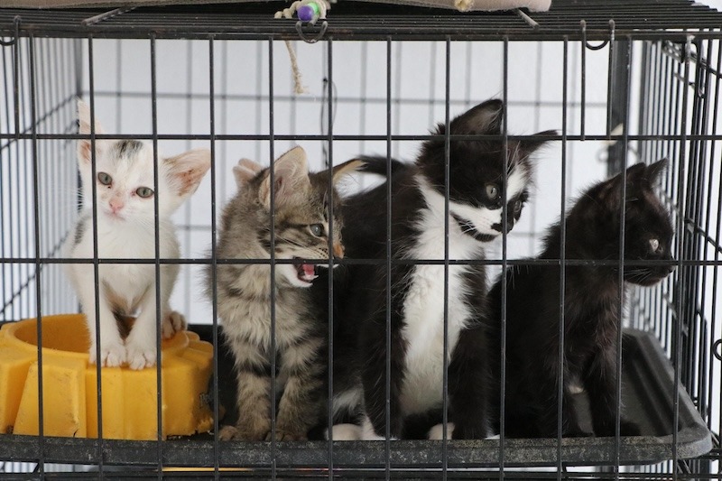 Realizan 181 esterilizaciones gratuitas de mascotas en Querétaro