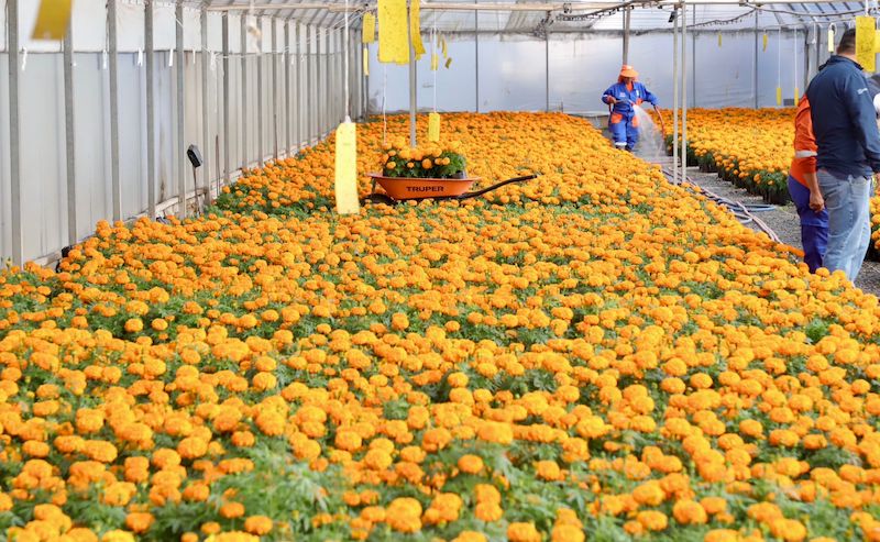 Más de 30 mil flores de cempasúchil adornarán Querétaro para celebrar el Día de Muertos 2025
