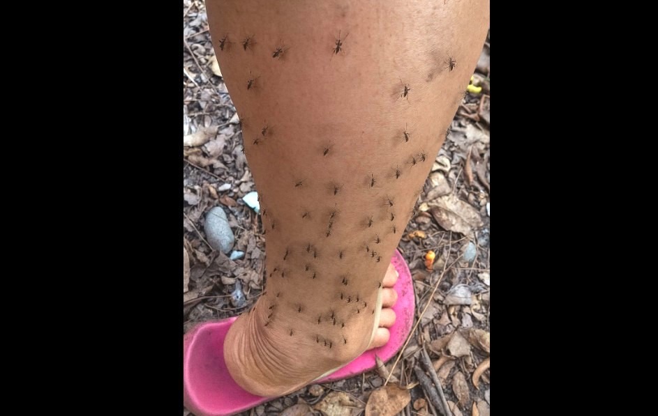 Se dispara plaga de mosquitos en Yucatán; alertan por enfermedades que podrían transmitir