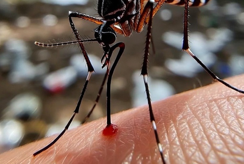 Querétaro registra 95 casos de dengue y autoridades llaman a reforzar medidas de prevención y eliminar criaderos