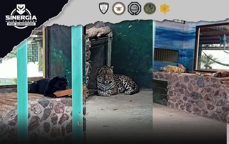 Cateo en Santa Rosa Jáuregui deja aseguramiento de armas y fauna exótica