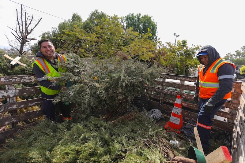 Corregidora pone en marcha campaña de recolección de árboles naturales de Navidad
