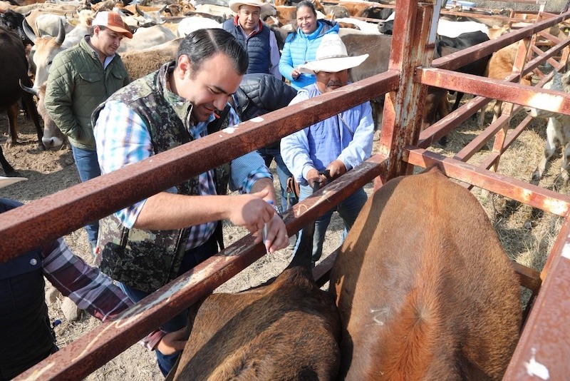 Gaspar Trueba encabeza jornada de vacunación de ganado bovino en El Zamorano