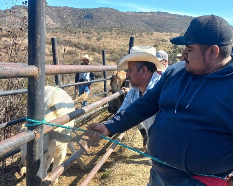 Realizan jornada de vacunación y aretado de ganado en Peñamiller