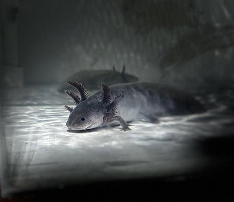 Llaman a preservar al ajolote, símbolo de la identidad cultural queretana