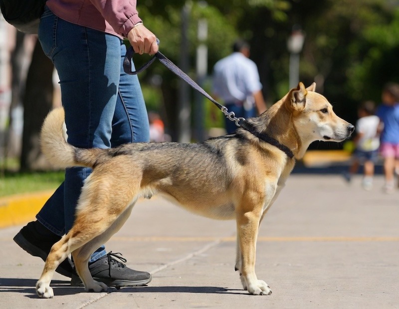 Proponen que mascotas porten correa de manera obligatoria en espacios públicos de Querétaro