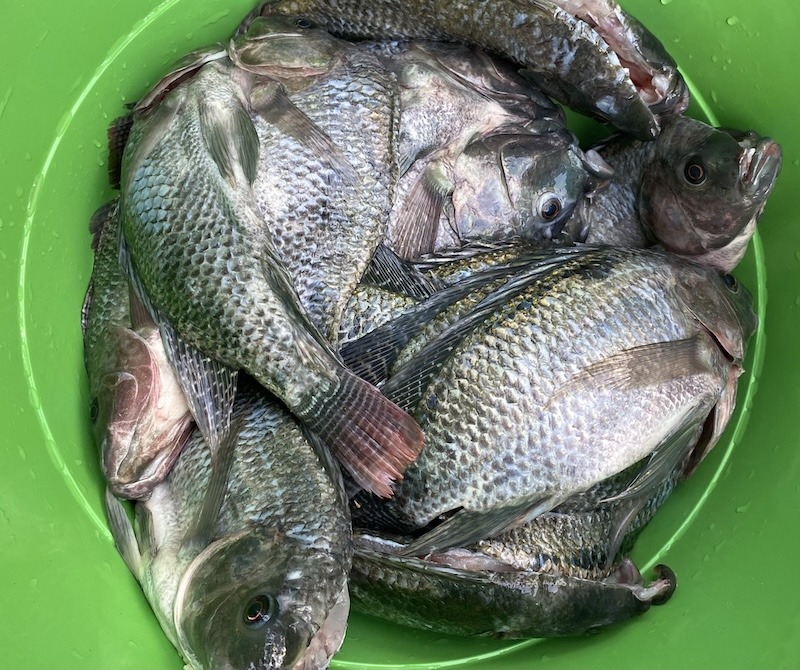 Querétaro activa Operativo de Cuaresma para prevenir enfermedades por consumo de mariscos