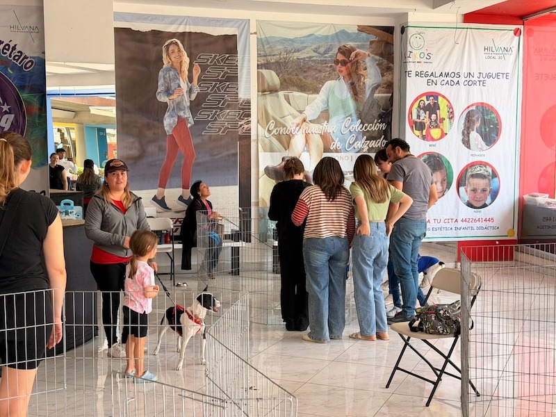 Refuerza Municipio de Querétaro acciones permanentes para adopción y cuidado de perros y gatos