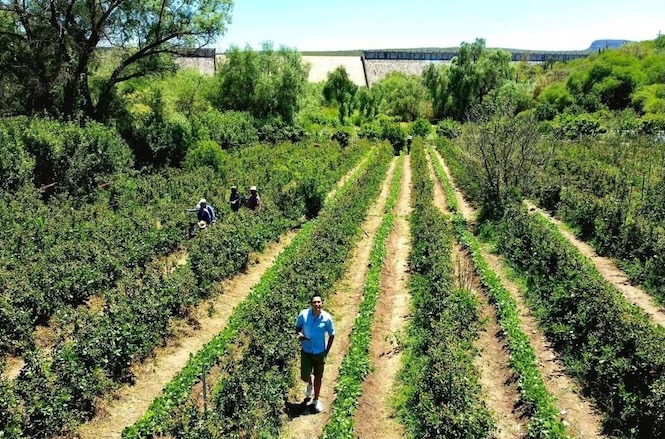 Campo de Zarzamora en La Salitrera; turismo rural y tradición que atrae visitantes a Colón