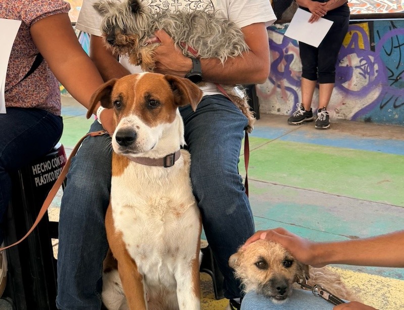 Continúan jornadas gratuitas de esterilización de mascotas en las siete delegaciones de Querétaro