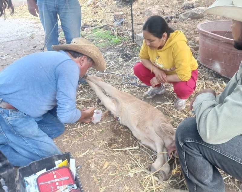 Gusano barrenador afecta a ganado de al menos 21 comunidades de Peñamiller