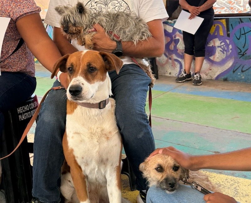 Impulsa Municipio de Querétaro microchips de identificación para mascotas