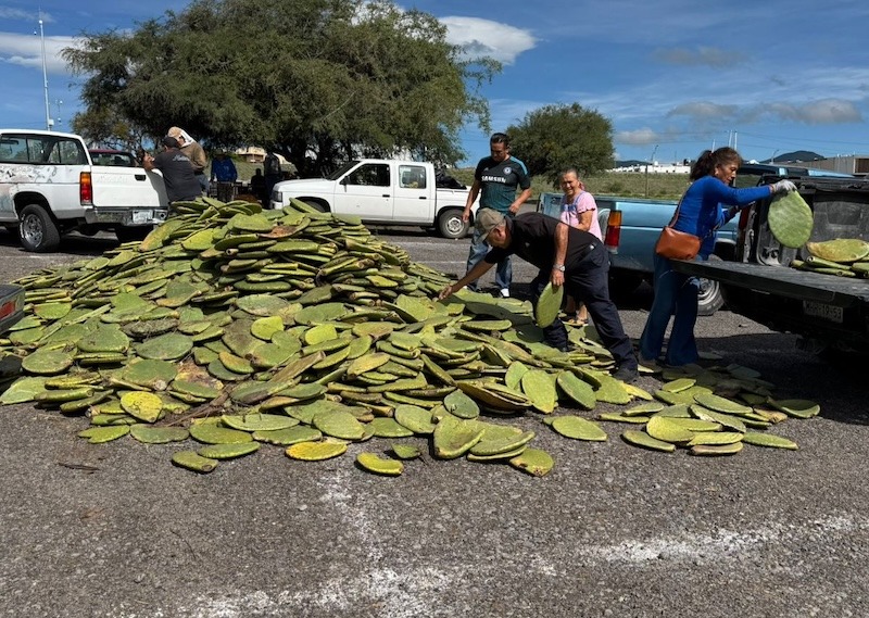Apoyan con semilla de maíz criollo, raquetas de nopal y maguey a productores de Querétaro