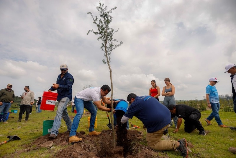 Querétaro prevé plantar 70 mil árboles durante 2026
