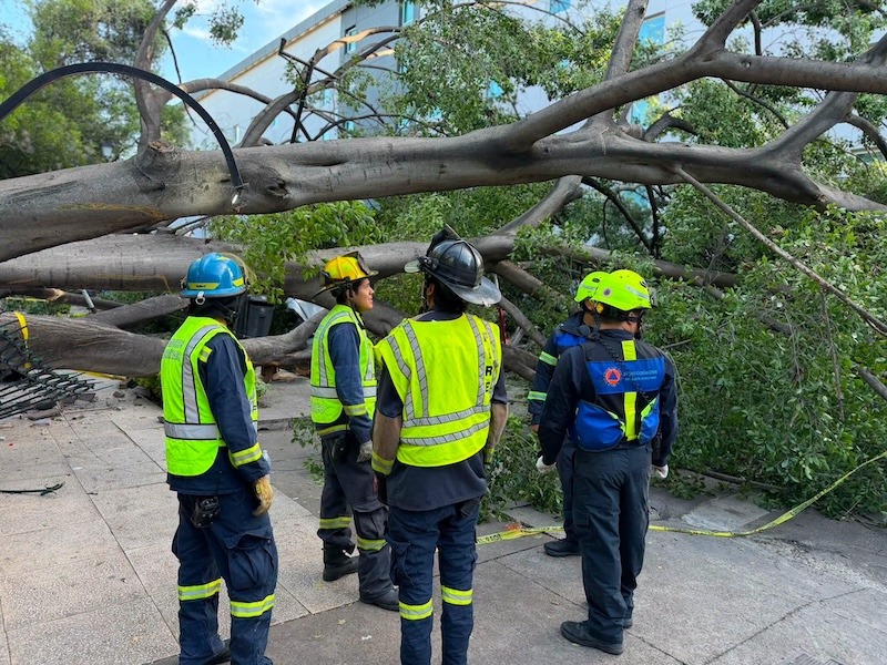 Cae árbol sobre seis vehículos en el Centro de Querétaro; muere un hombre y una menor resulta lesionada