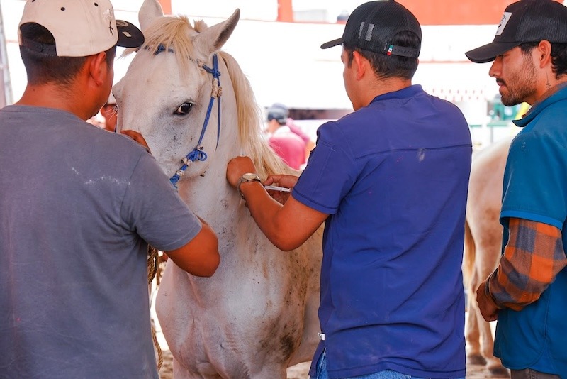 Más de 100 equinos reciben atención veterinaria gratuita en Pedro Escobedo