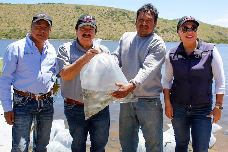 Siembran 20 mil alevines en la Presa Colón para fortalecer pesca y economía local