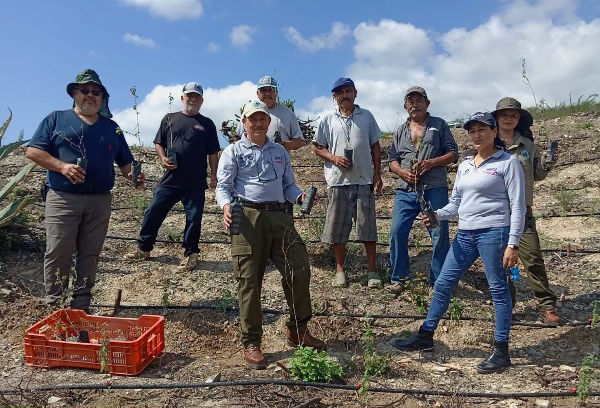 Impulsan cultivo de orégano en Peñamiller con proyecto piloto de 450 plantas
